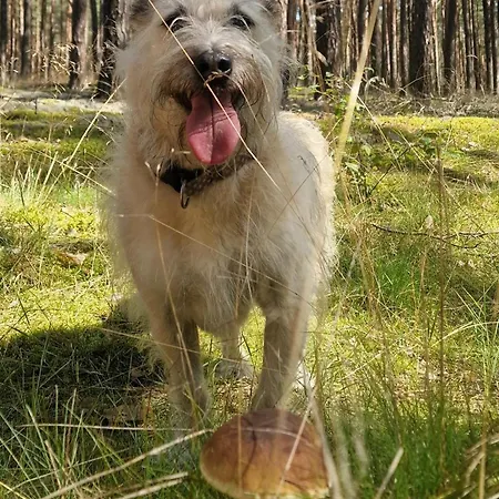 Дом отдыха 